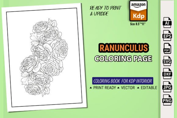Buttercup, Ranunculus Flower Sketch
