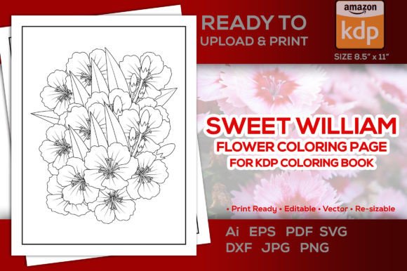 Sweet William Flower Coloring Book Page: Graphics and Coloring Pages Amp
